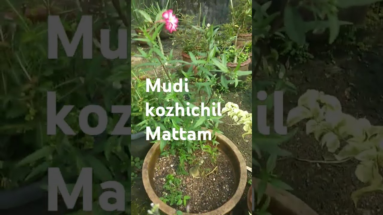 #Mudi kozhichil #Mattam#Shorts#Benley media#
