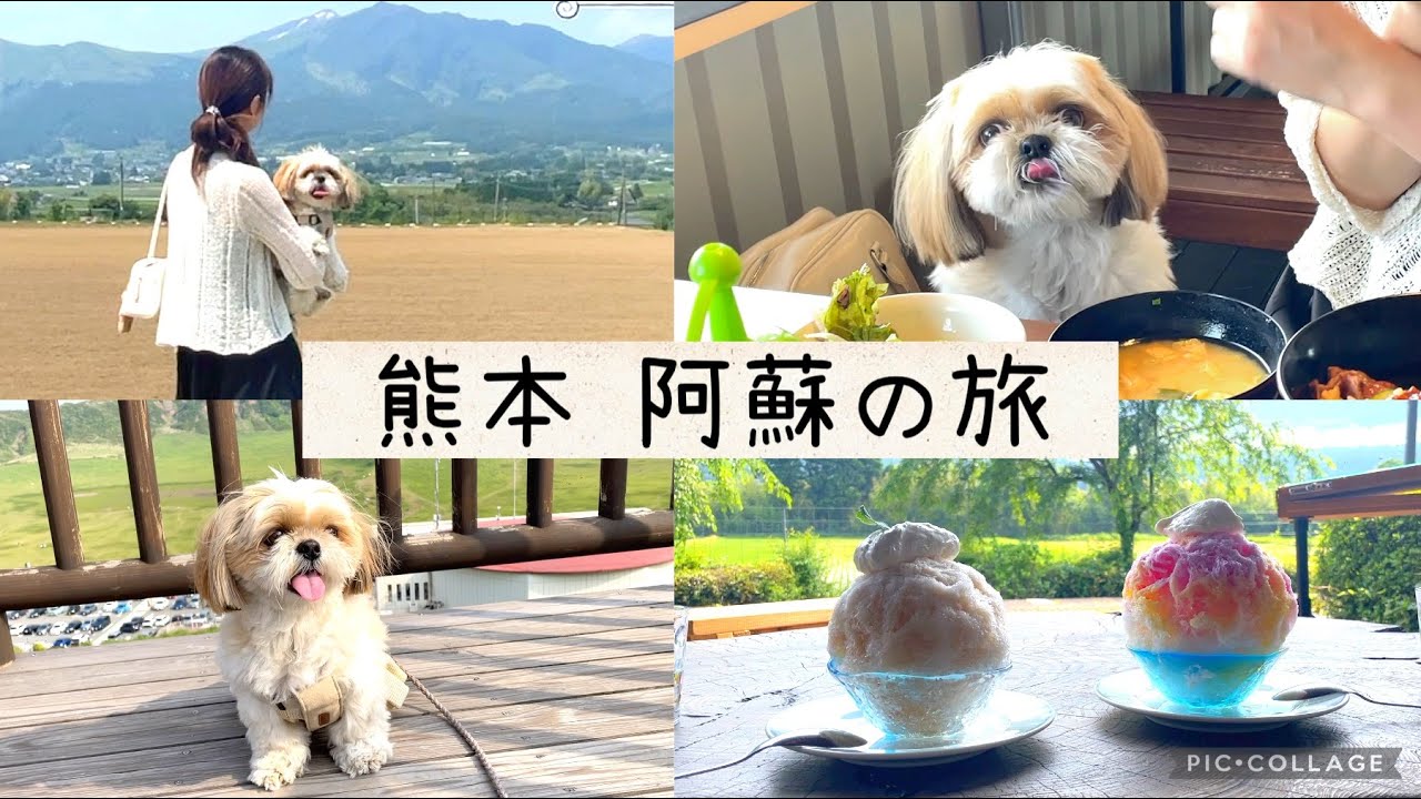 【シーズー】ワンコと一緒に行く熊本阿蘇の旅⛰#シーズー #阿蘇 #熊本#犬連れ