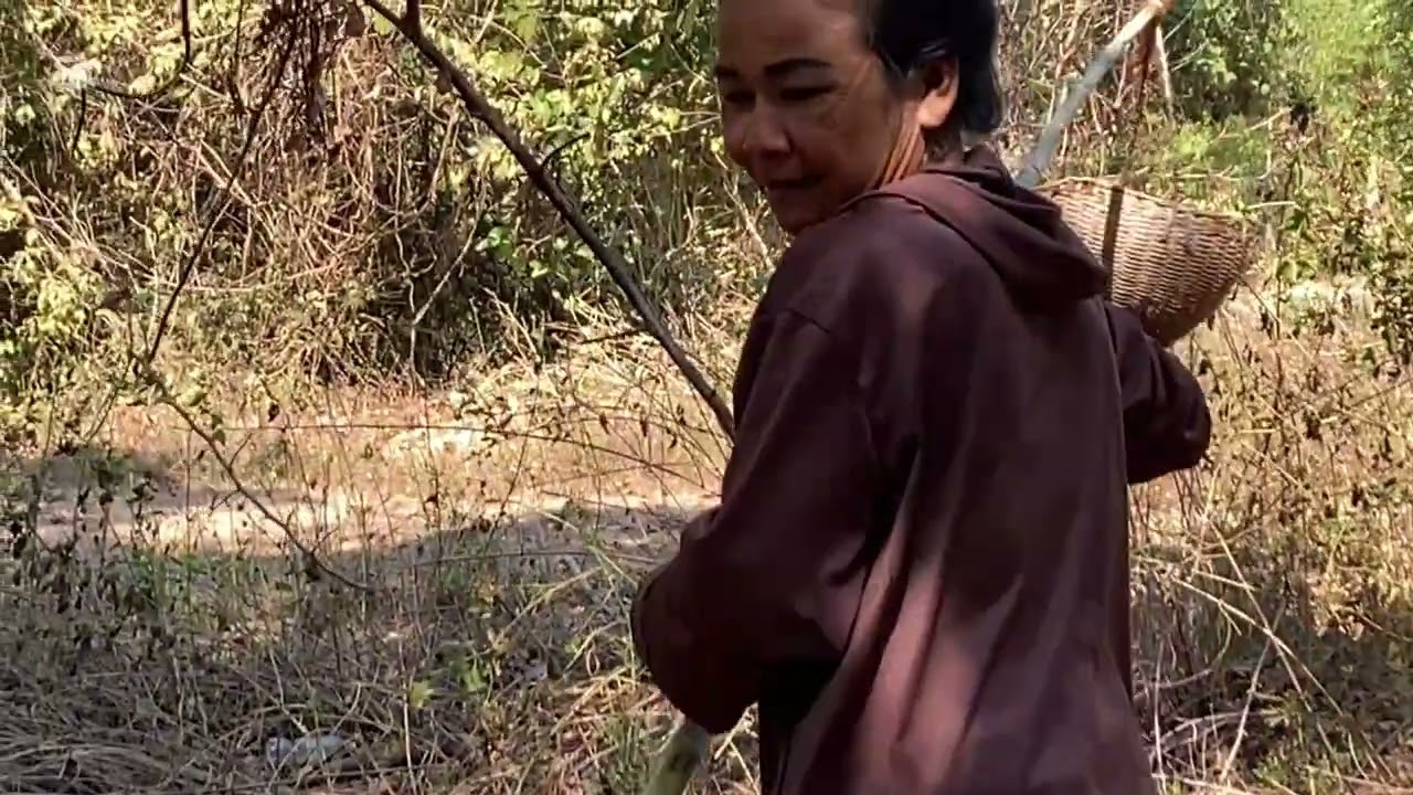 14 กุมภาพันธ์ 2569คลิปแรกของกล้องใหม่ป้าบัวแหย่ไข่มดแดง