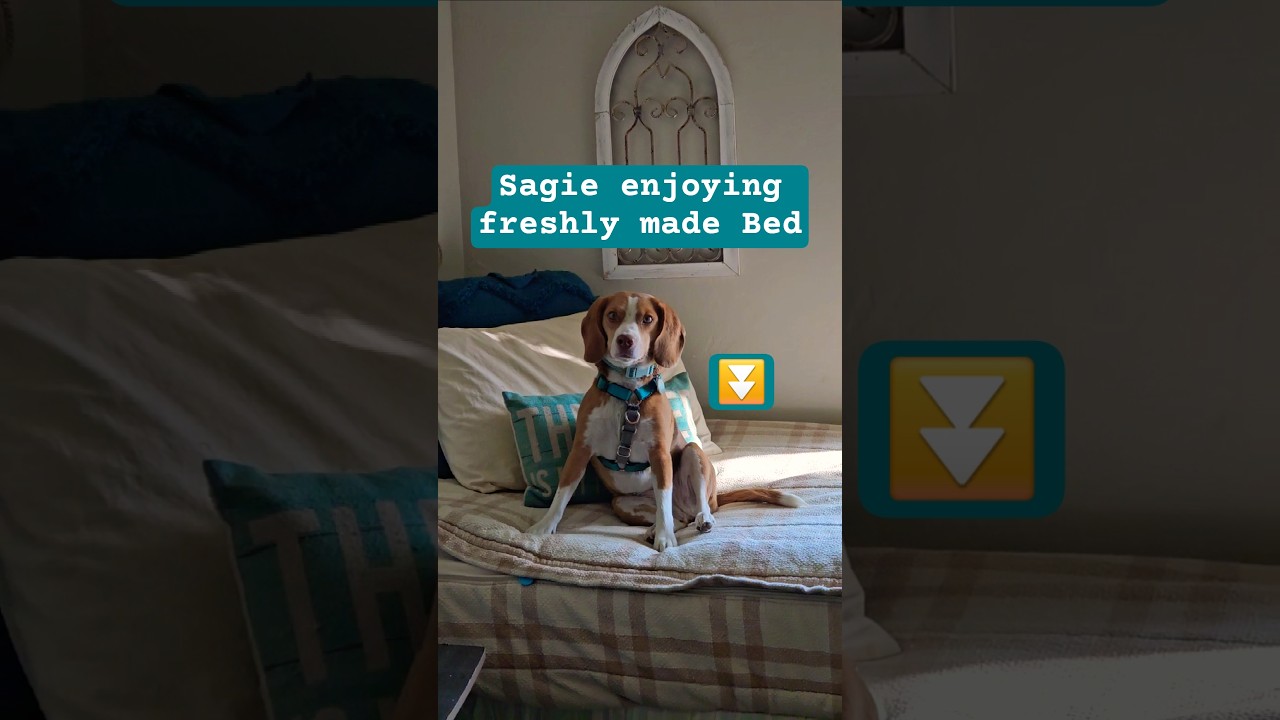 Making Beds Actually Easy for Once #chronic #accessible