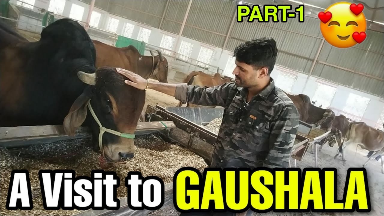 Visit to the Gaushala 😍 PART-1 | Beautiful Gir cows | Cowshed in Rajasthan, India #Gaushala