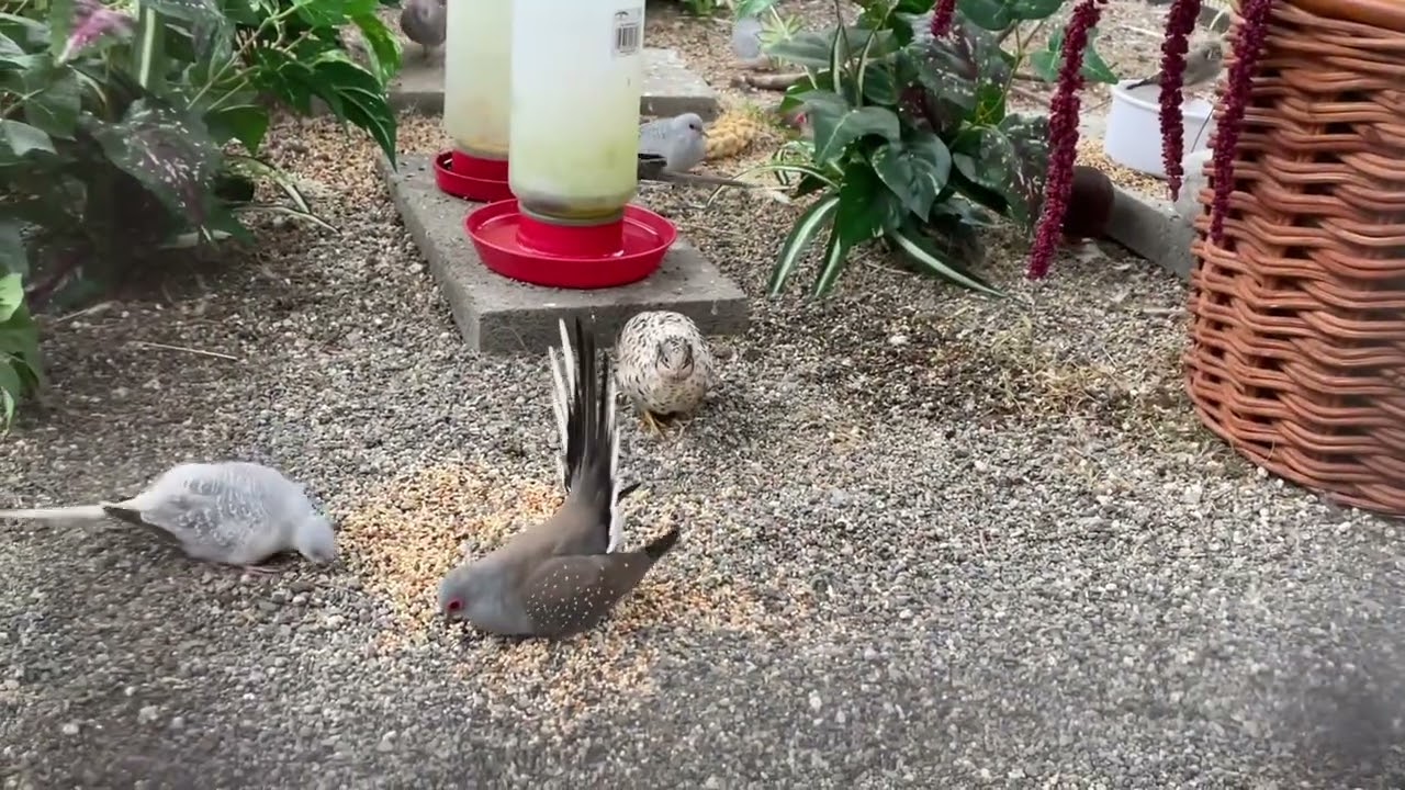 Diamond doves zebra finch & button quails in aviary