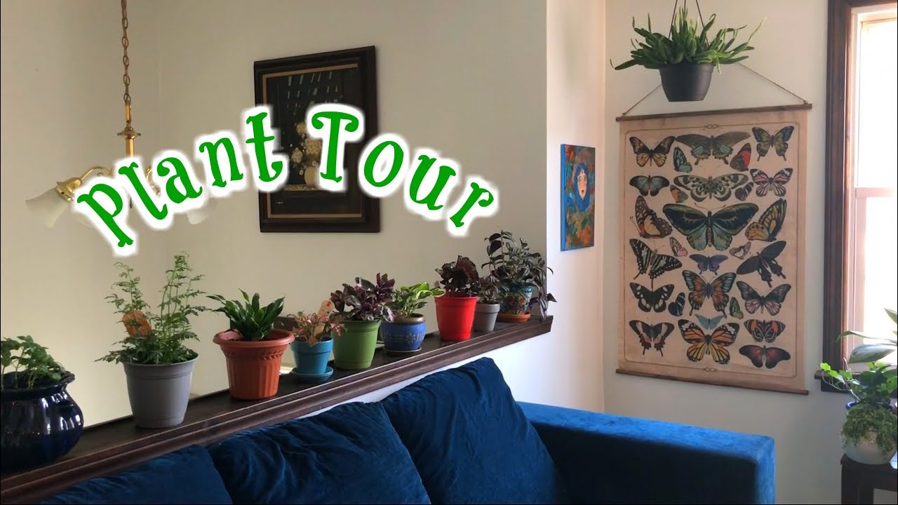 ASMR|  🍃 Relaxing Plant Tour - Lo-Fi 🍃