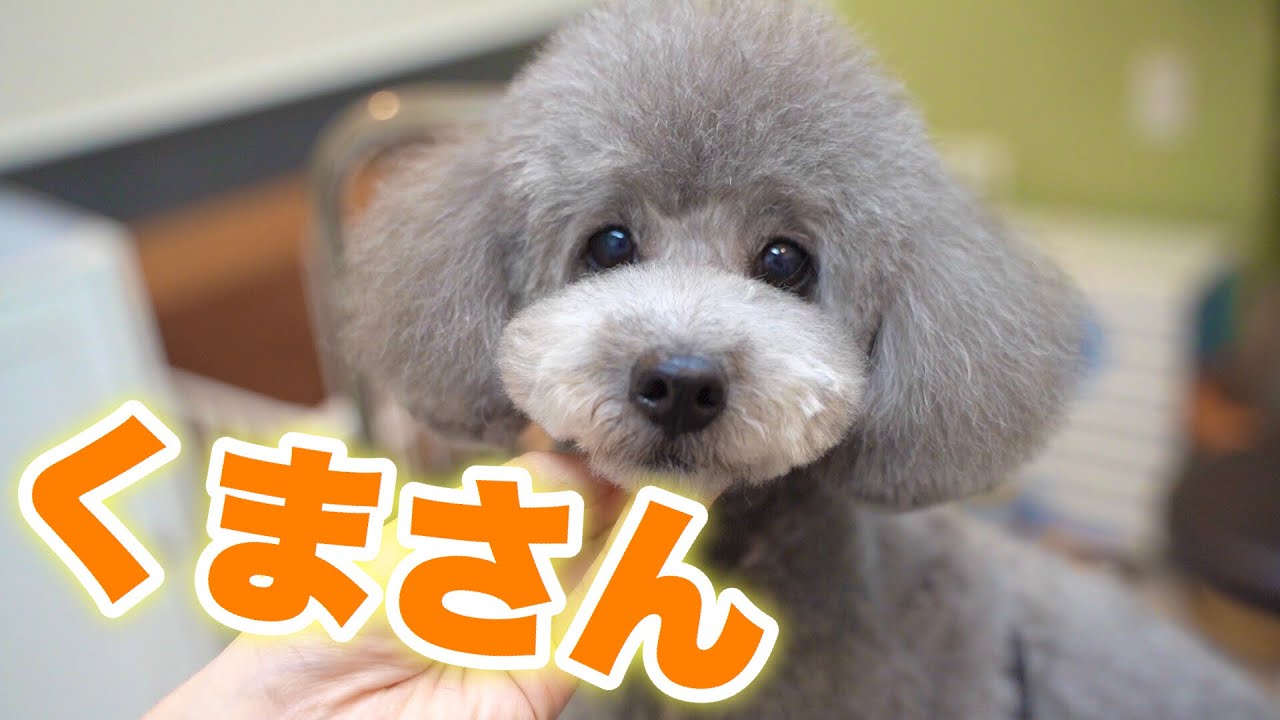 【トリミング解説】トイプードルのテディベアカット
