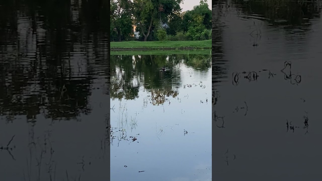 Bird life at the pond 
