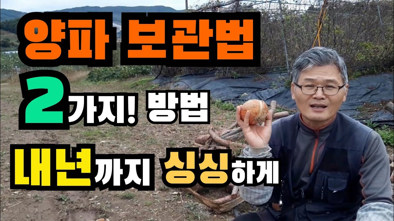양파 내년까지! 싱싱하게 보관 하는 법 /  양파 보관법 / 양파 보관방법 / 양파 보관 온도 / 양파 저장 온도 / How to keep onions longer