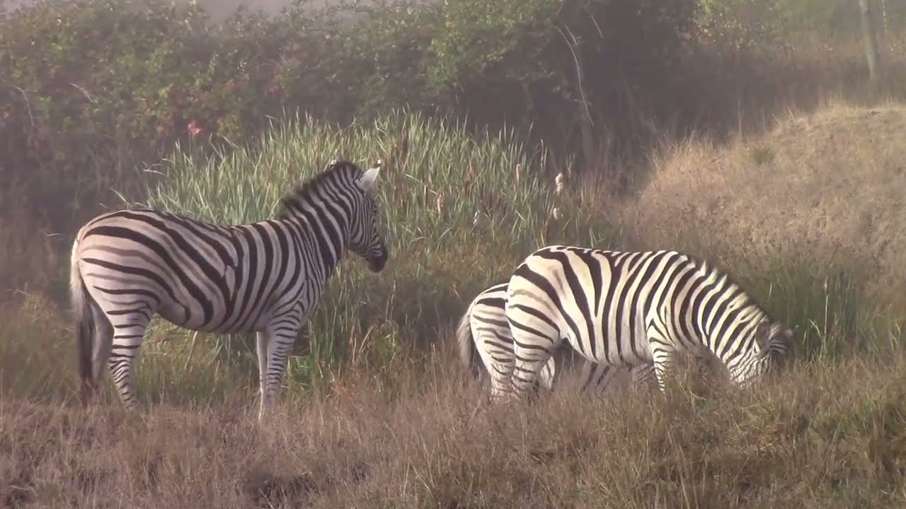 Animal Safari Winston Oregon