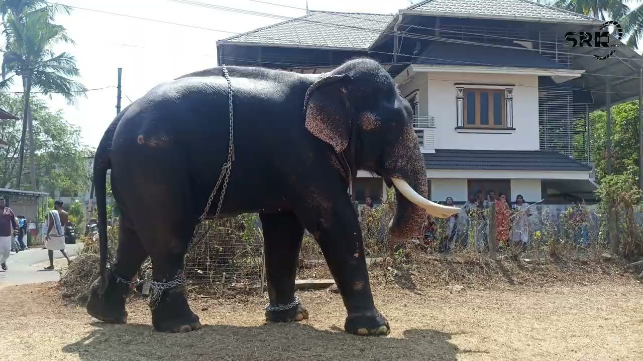 കാർത്തി, കാശി, ധർമ്മൻ ശ്രീ കുറ്റിയങ്കാവ് pooram 2026