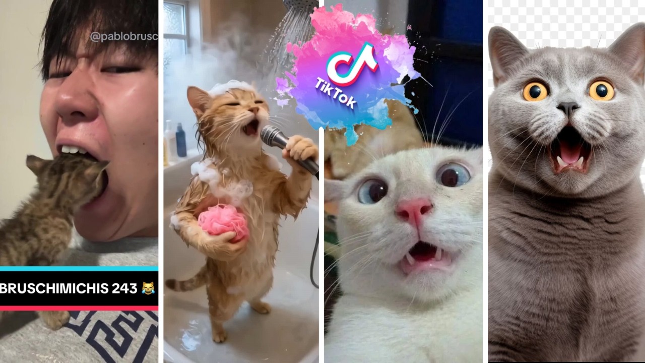 Bruschimichis 😹 | Funniest Cat Videos & Hilarious Moments #16