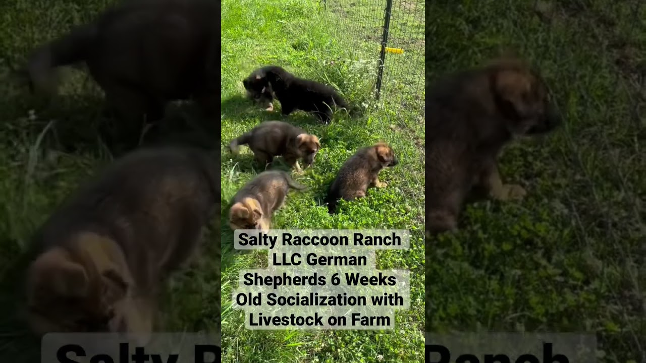 Puppies Meeting Goats & Sheep at 6 Weeks Old 