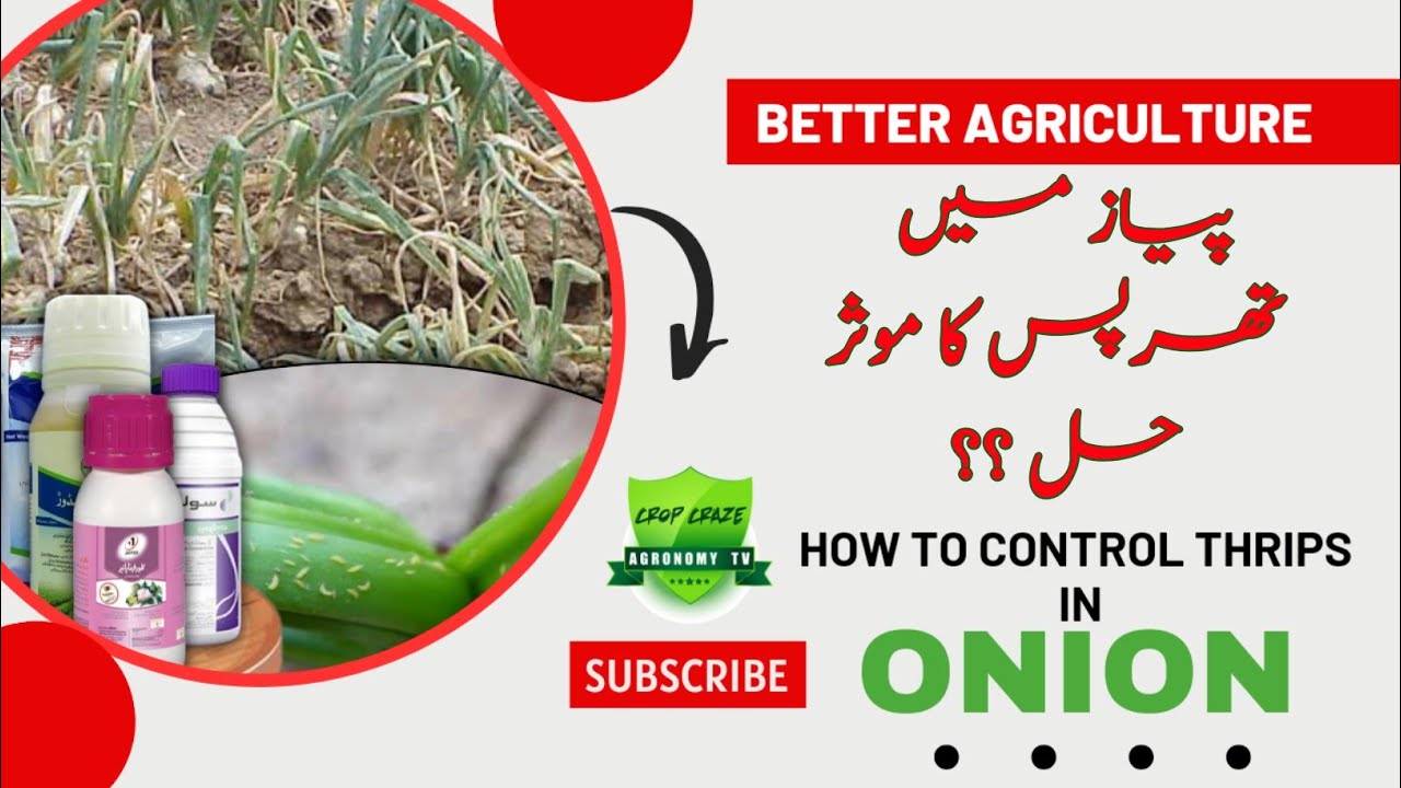 How to control Thrips in onion ||Crop Craze || Agronomy Tv