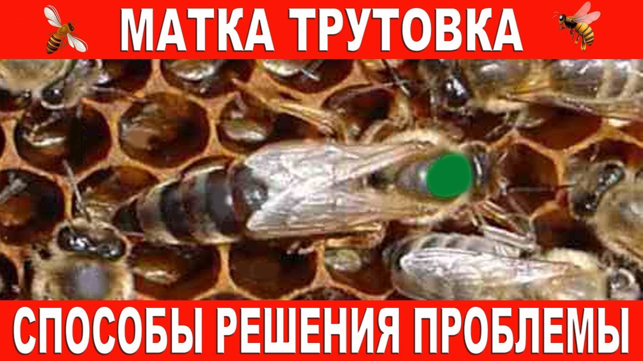 Матка трутовка | Способы решения проблемы.