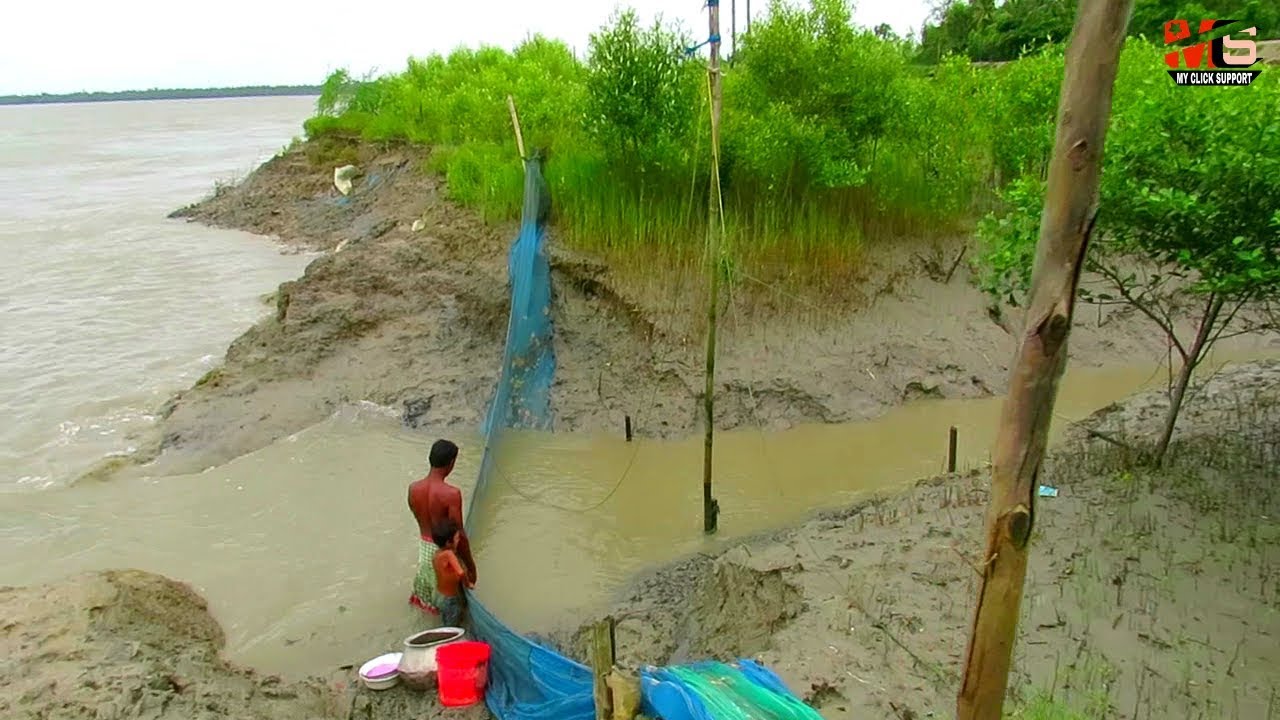 Tiger Prawn Seedings Collected From River in Sundarban