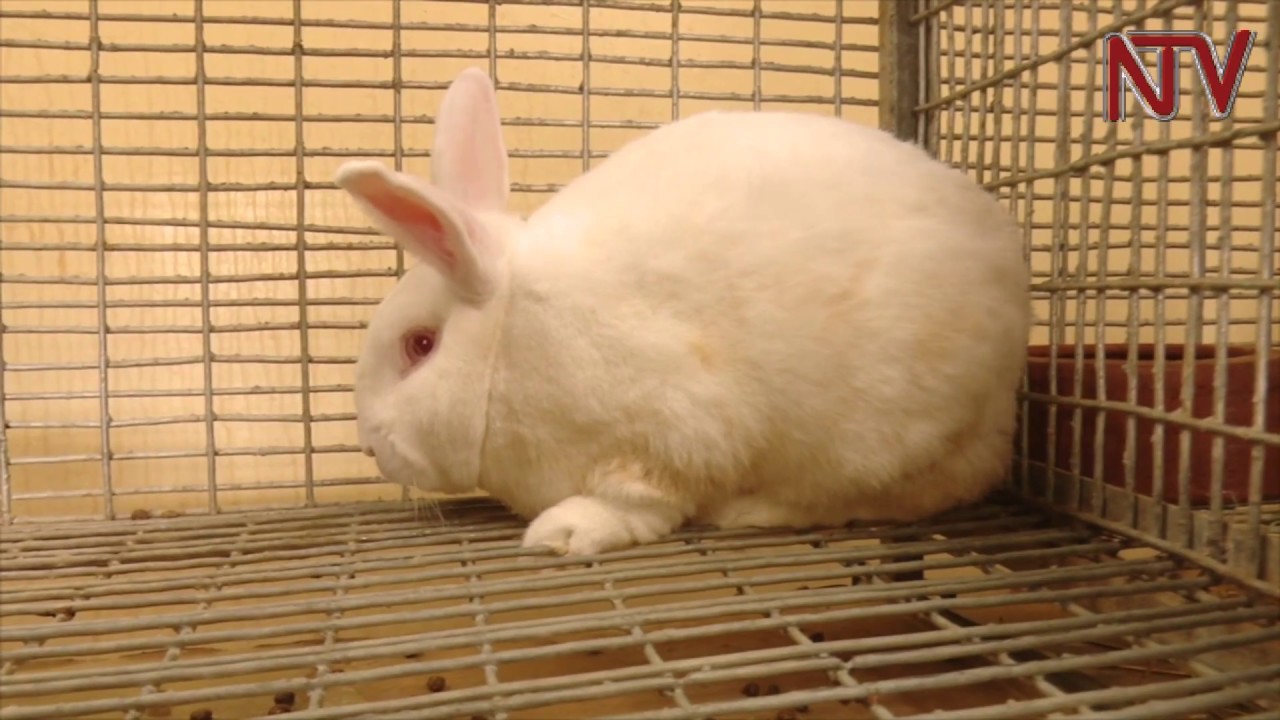 RABBIT REARING: A windfall for farmers in Kenya