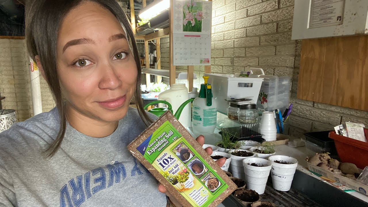Dollar Tree Seed Starting Progress | Budget Container Garden