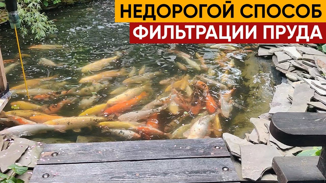 Как сделать воду прозрачной в пруду с рыбой. Рассказываем про самодельный фильтр для пруда.