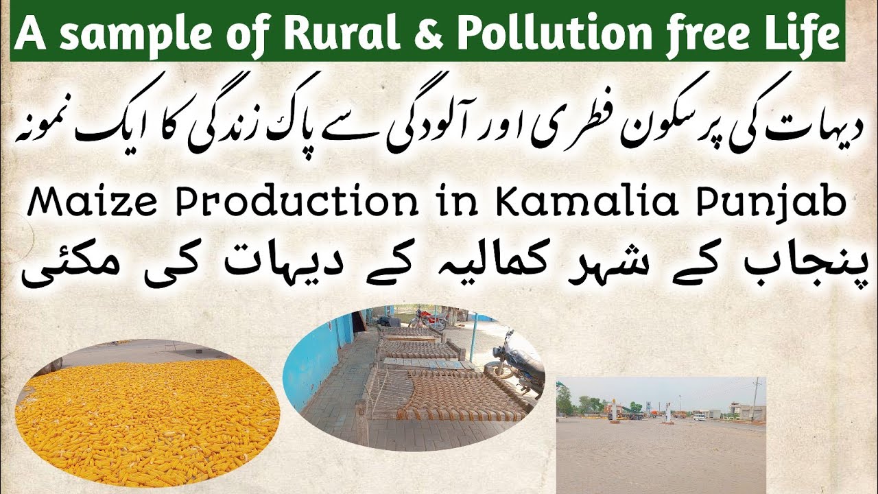 Rural life of Punjab |#maize #explore #nature #punjab #kamalia |#letsexplorenaturewithsaqlain|