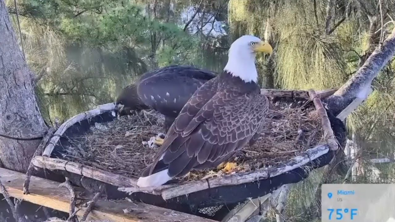 Dad brings breakfast for eaglet | Dade County Eagle | Mar 12, 26