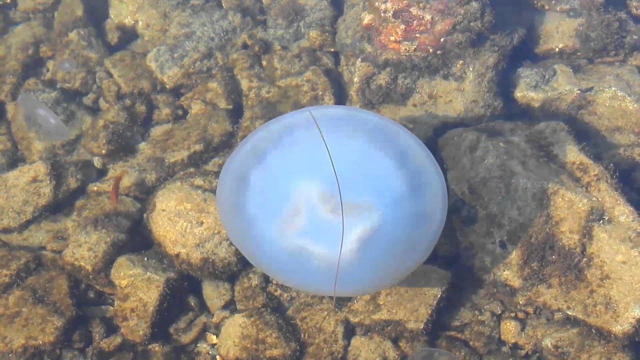 Annual travel insurance with free cover for kids (jellyfish)