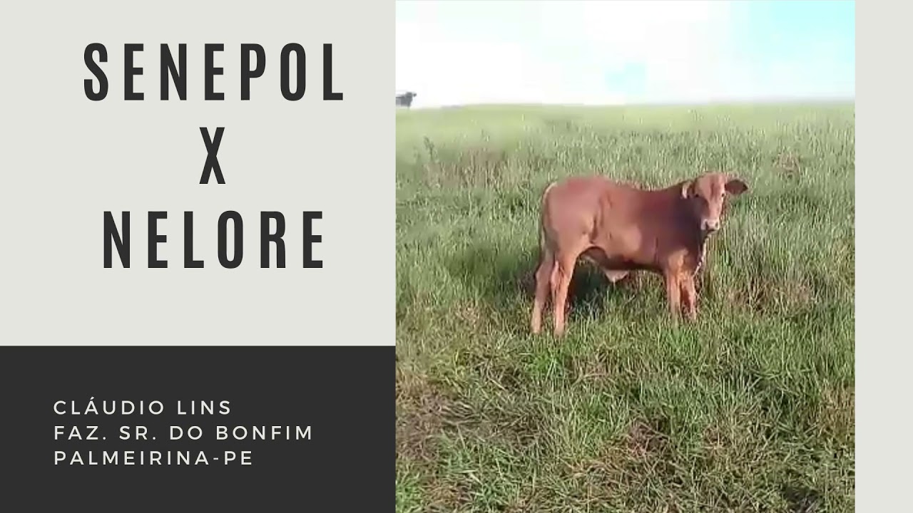 🐂🔊 Olha o que esse touro Senepol fez na vacada nelore💰 PARTE 2