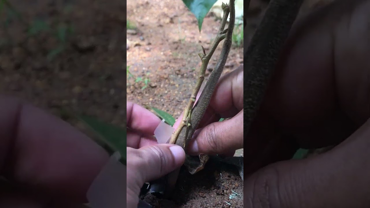 Durian Grafting Unlock the Secrets to Thriving Durian Trees EP145