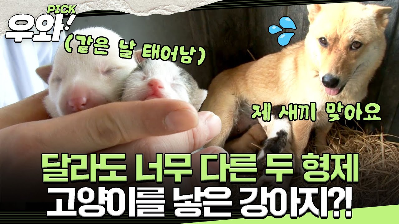 [⭐‍️#우와픽] 개가 고양이를 낳았다...?!🧐 과연 이 미스터리한 출산의 진실은? #TV동물농장 #우와한비디오 #우와비