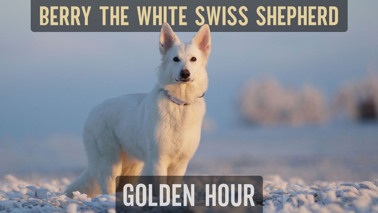 Golden hour in the mountains with Berry the #WhiteSwissShepherd