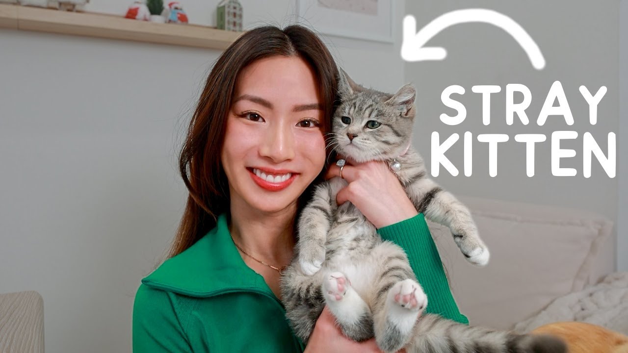 I rescued a stray kitten 🐱