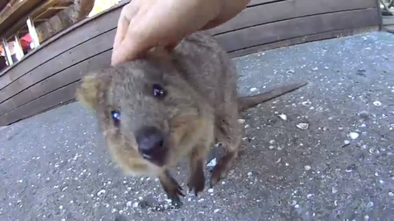 Quokka and other animals such as humans at Rottnest Island