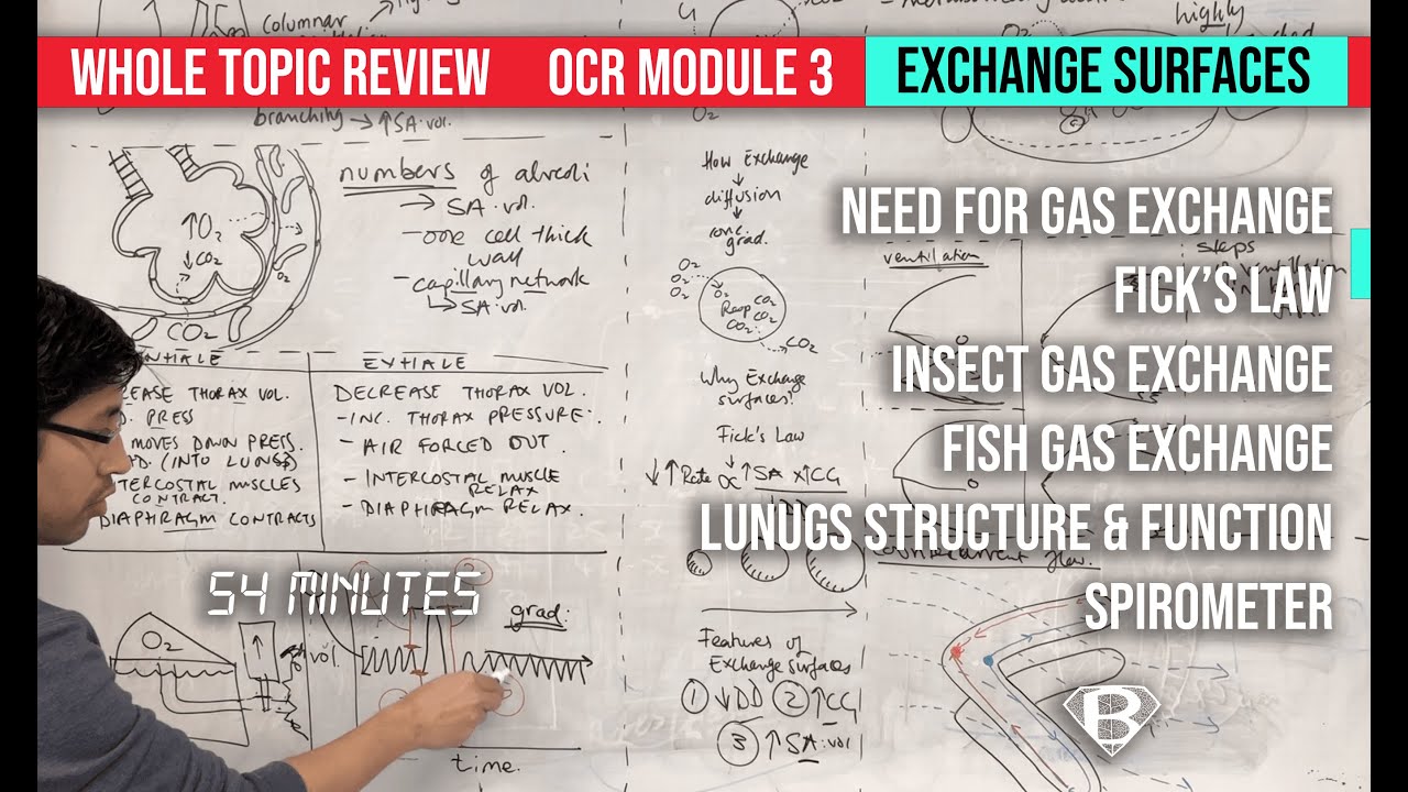 Gas exchange for A level biology topic review