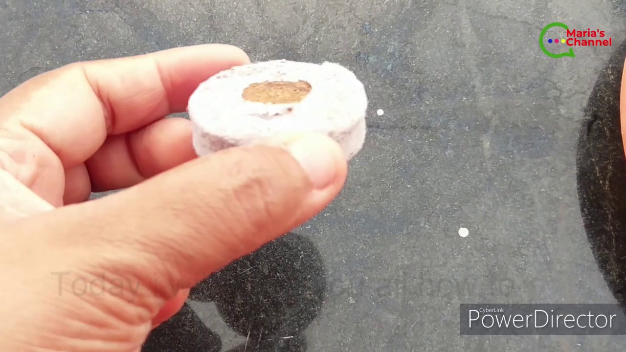 Seed Germination in Coco Peat Coin | కోకో పీట్ కాయిన్&zwnj;లో విత్తనాల అంకురోత్పత్తి