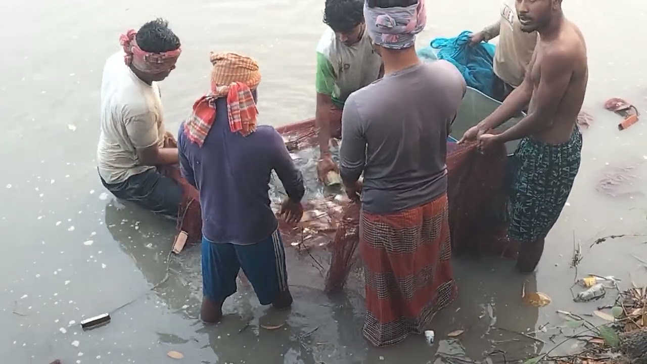 দিঘি থেকে মাছ ধরার ভিডিও দেখুন ❤️