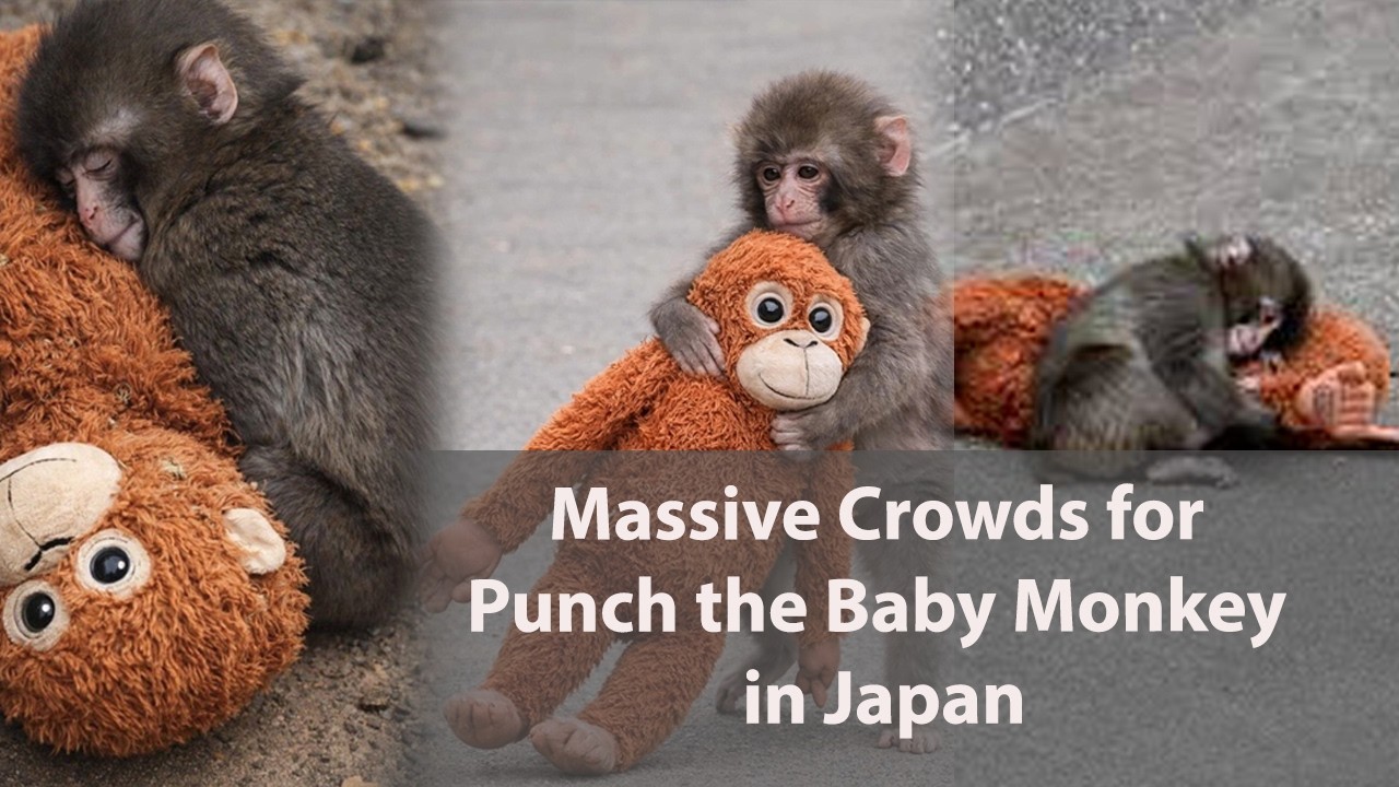 Viral Star! Punch the Baby Monkey Draws Crowds in Japan!!