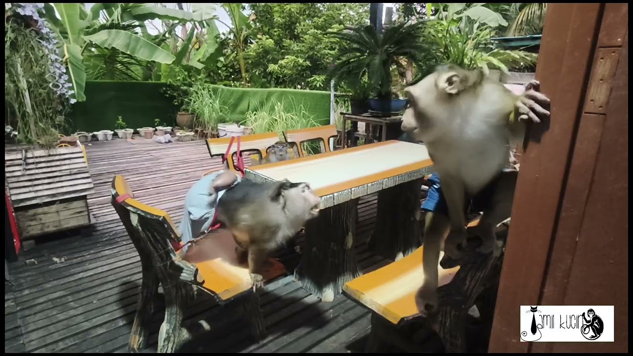 Шаки Шакина и Адик ждут меня