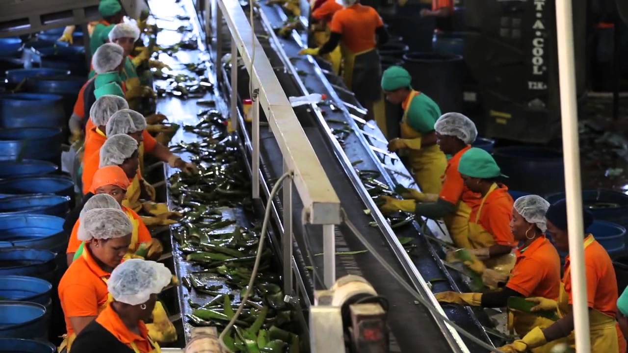 ALOE VERA FLP PLANTATION TOUR
