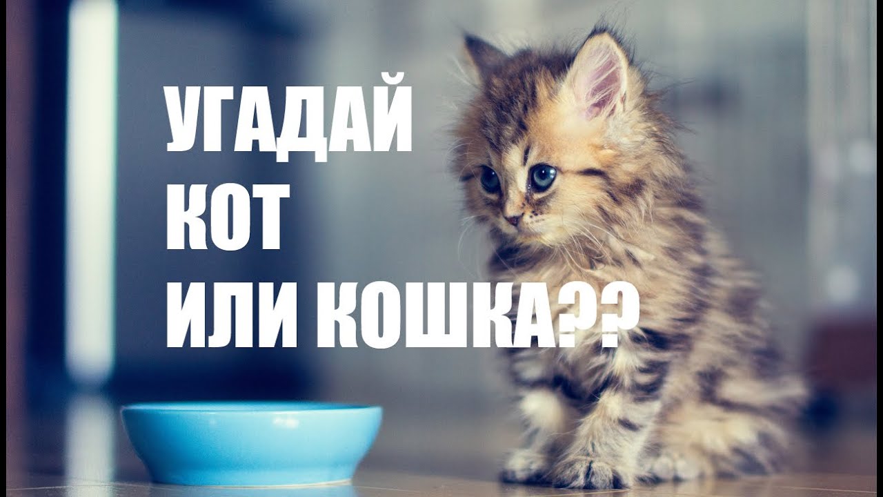 УГАДАЙ КОТ или КОШКА?