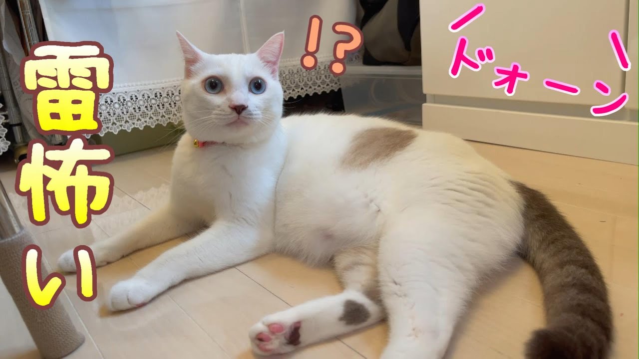突然の雷に驚いてご飯を食べるのも忘れてしまうくらい逃げ惑う弟猫が面白い