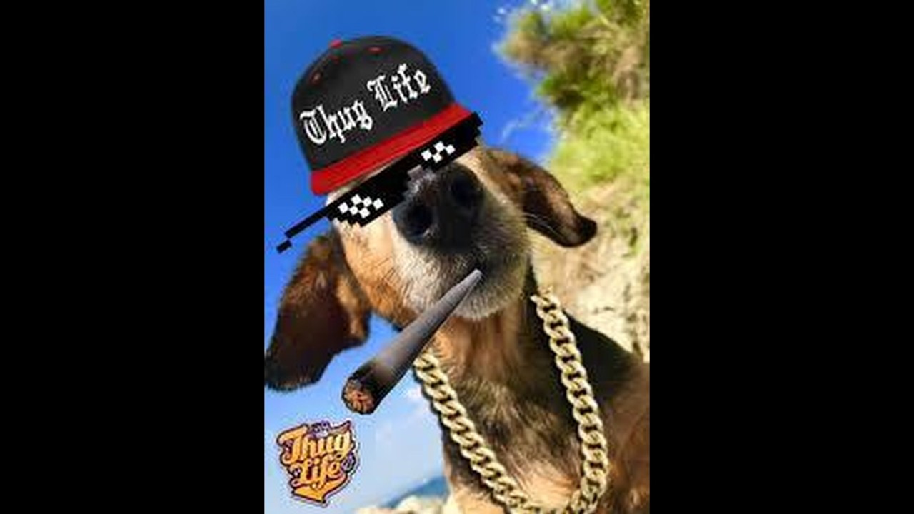 Best Thug Life Compilation Part 102