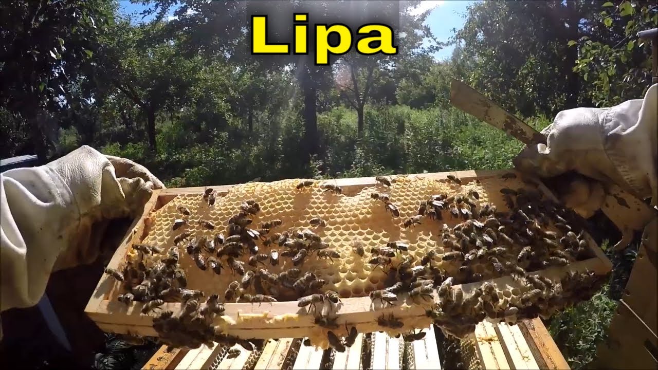 Czy noszą lipę?