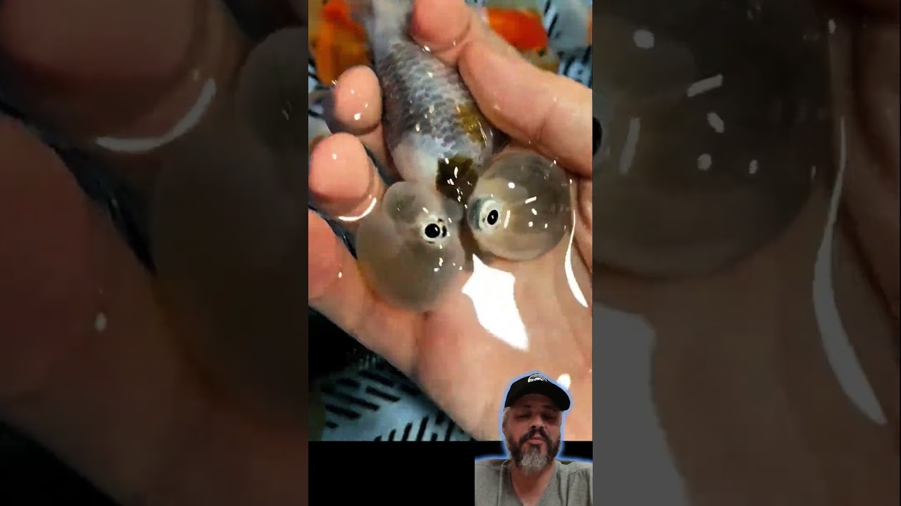 melhoramento genetico? olha s&oacute; esses kinguios bolha  #aquarium #peixe #goldfish