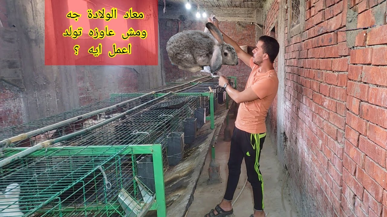 النهاردة هقولك اذاي تاخد انتاج من ٢٠ ارنبه اكتر من الي عنده ١٠٠ ارنبه