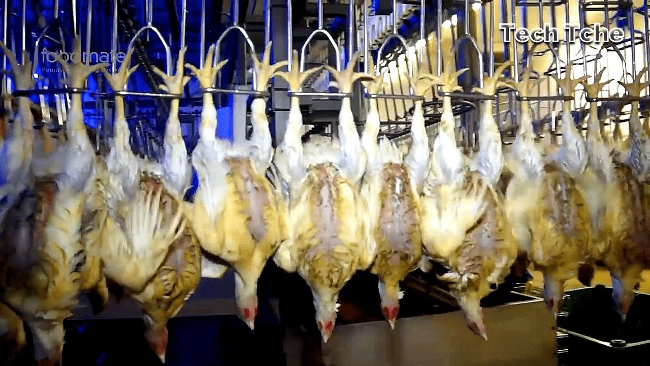 M&aacute;quinas Modernas Trabalhando na Cria&ccedil;&atilde;o de Frangos. Processamento de Frango de Corte