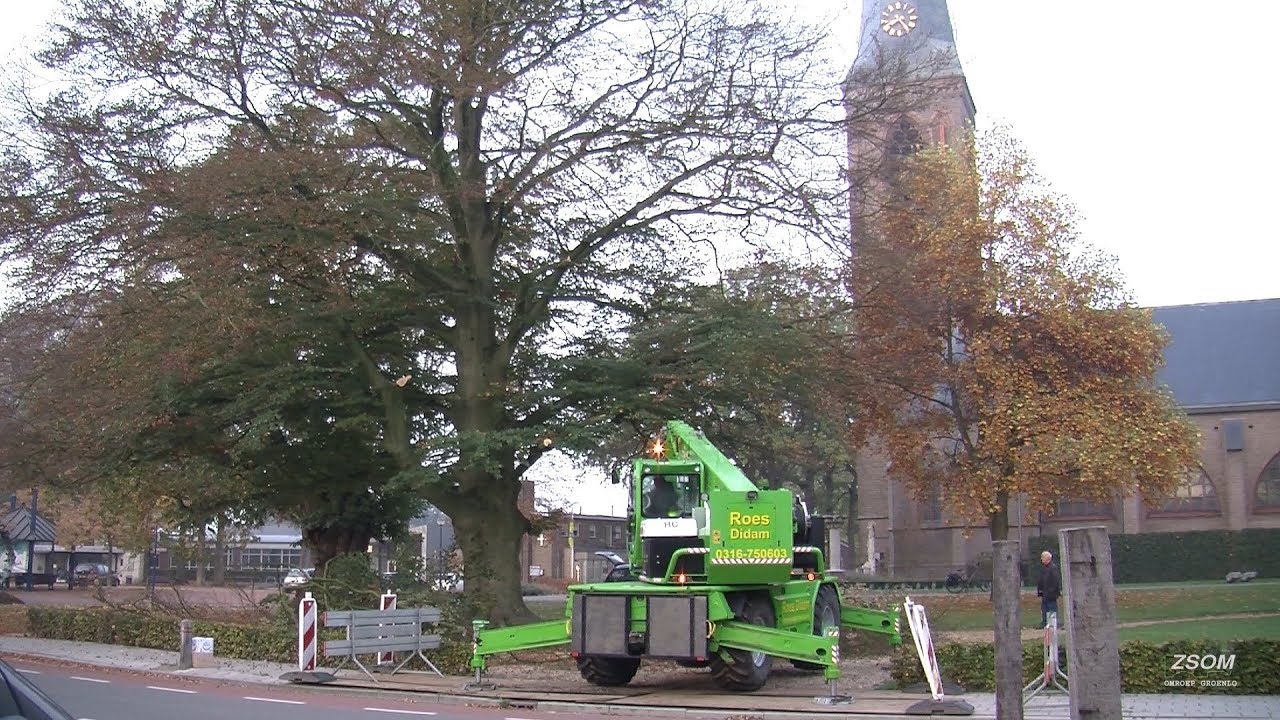 Beuk bij de parochiekerk Maria ten hemel opneming in Beltrum
