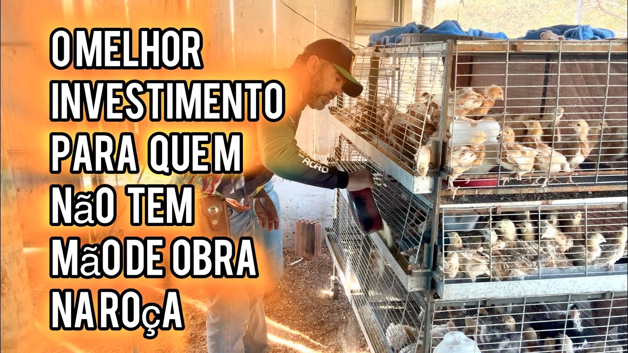 TRATO DE 250 GALINHAS EM 15 MINUTOS | O MELHOR NEGÓCIO PRA QUEM NÃO TEM MÃO DE OBRA.