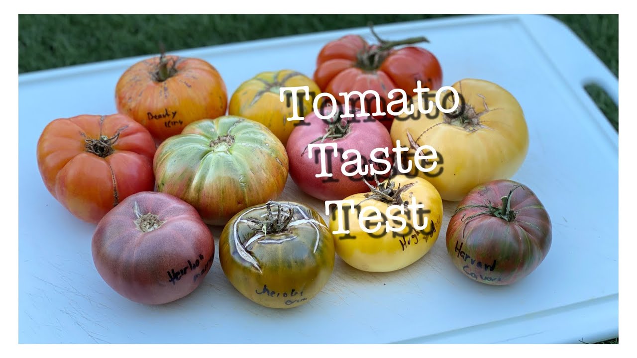 Tomato Taste Testing 2022-what tomatoes taste the best