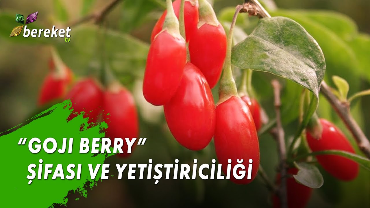 Toprağın Şifası - Goji Berry Şifası ve Yetiştiriciliği