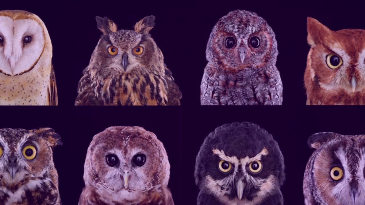 Owl Symbolism