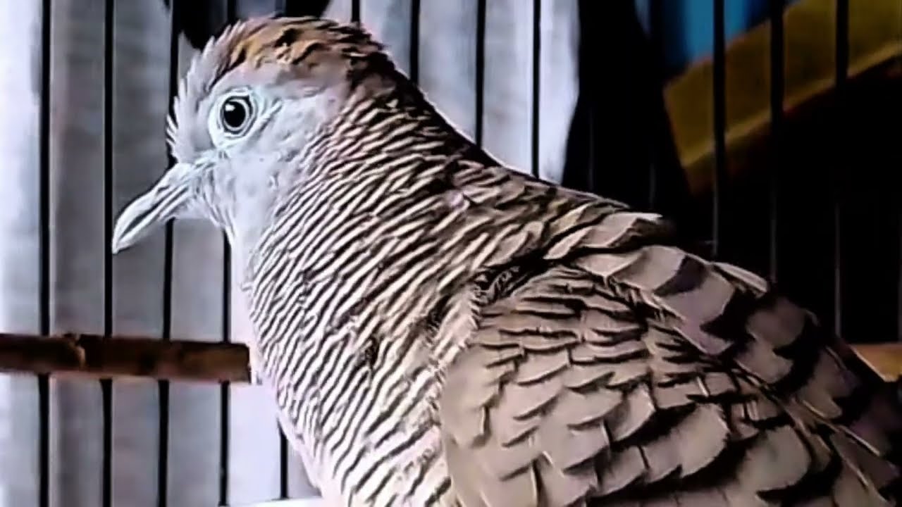 Suara Perkutut Lokal Gacor Suara Nutut.