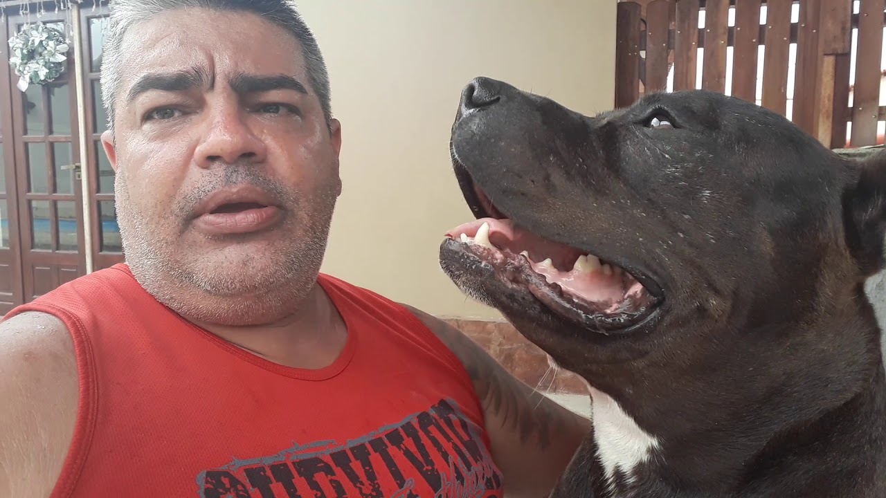 O que saber sobre o primeiro Pitbull!