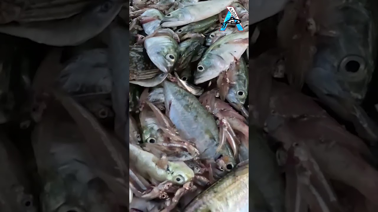 Massive Fishing Haul 🎣 #SeaFishing #OceanFishing #FishingVlog
